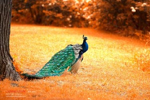 河北华夏幸福热身备战，等待对手挑战